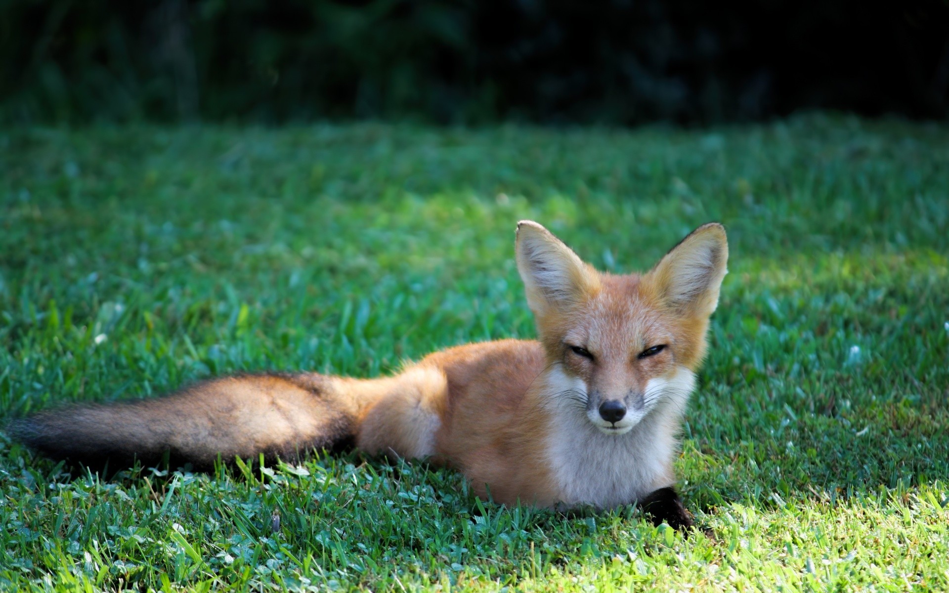 tiere säugetier tier fuchs hundeführer fell tierwelt niedlich gras hund natur wild wenig