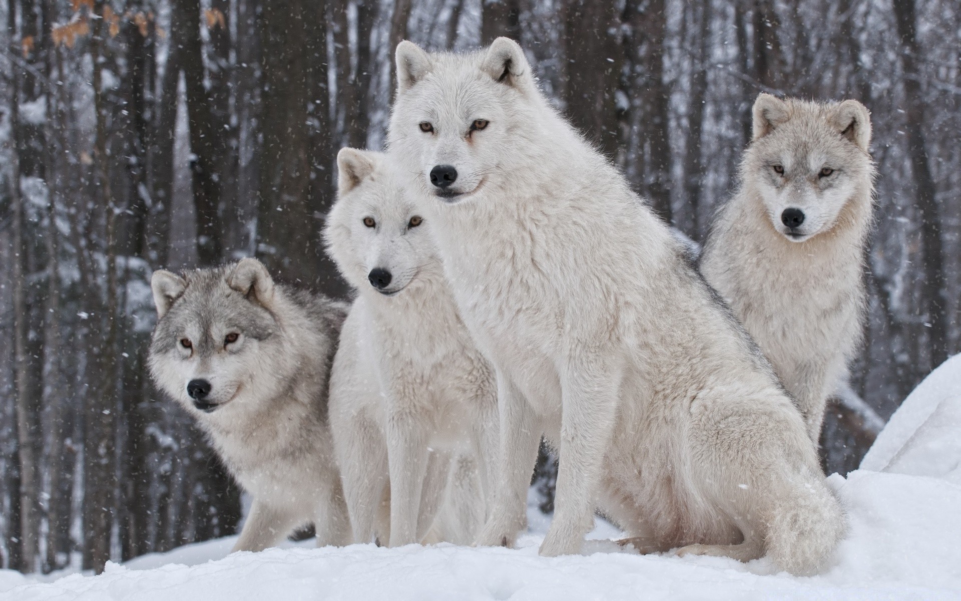 zwierzęta śnieg mroźny zima wilk polarny ssak zimny natura kynolog sanki dzika dziki pies drewno