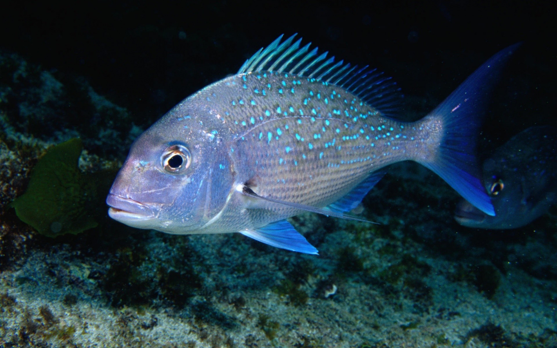 zwierzęta morskie ryby podwodny ocean morze woda morska pływanie koralowa natura rafa tropikalna woda słonowodna pulpit