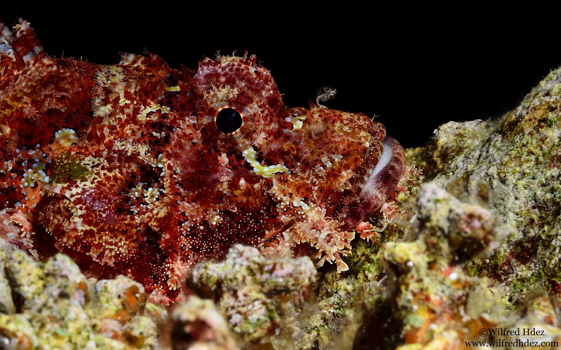 animales marinos submarino coral arrecife invertebrados peces mar submarino océano naturaleza buceo paisaje