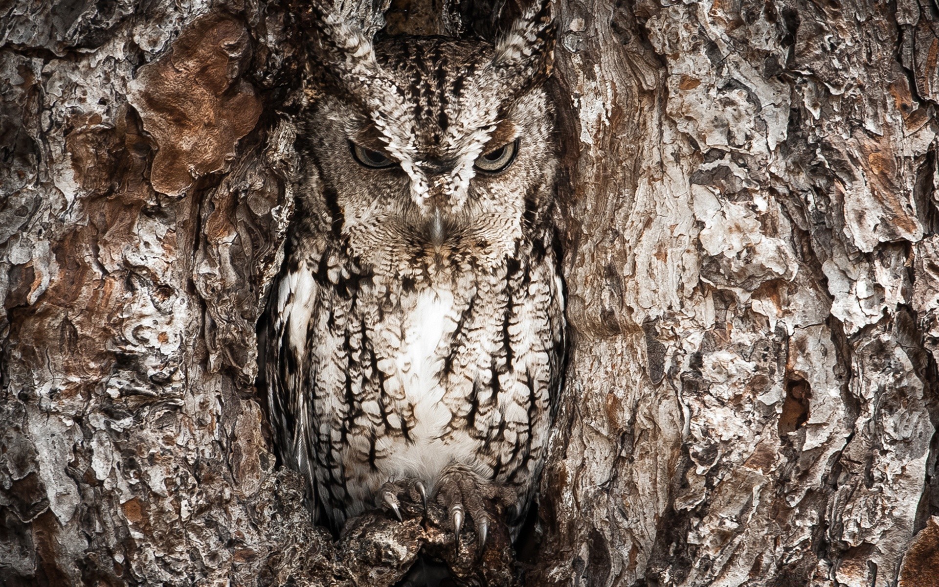 animales árbol búho naturaleza corteza madera pájaro tronco salvaje escritorio vida silvestre primer plano