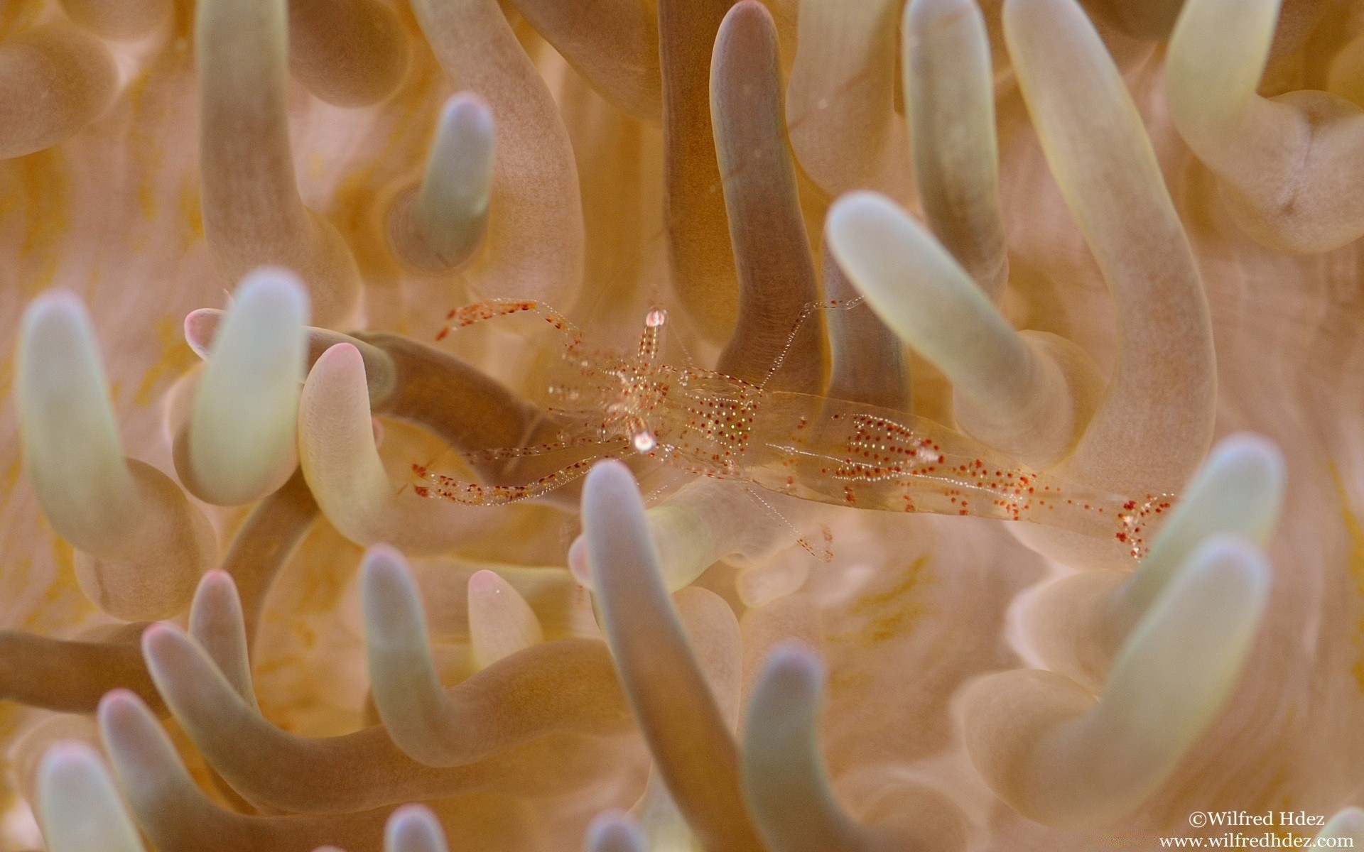 animaux marins sous-marin corail tropical invertébrés nature poissons eau marine récif aquatique anémone mer biologie océan bureau sous-marin plongée exotique couleur