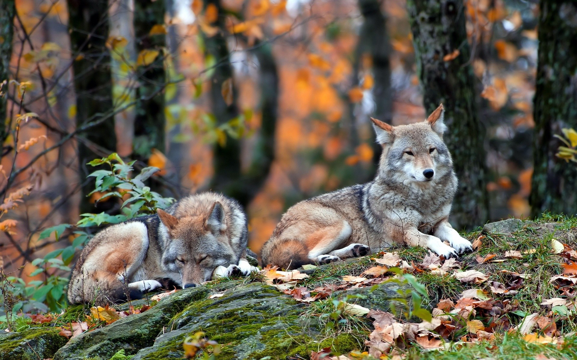 animals mammal nature wildlife wolf wood wild outdoors fox fur animal tree canine predator fall carnivore grass coyote