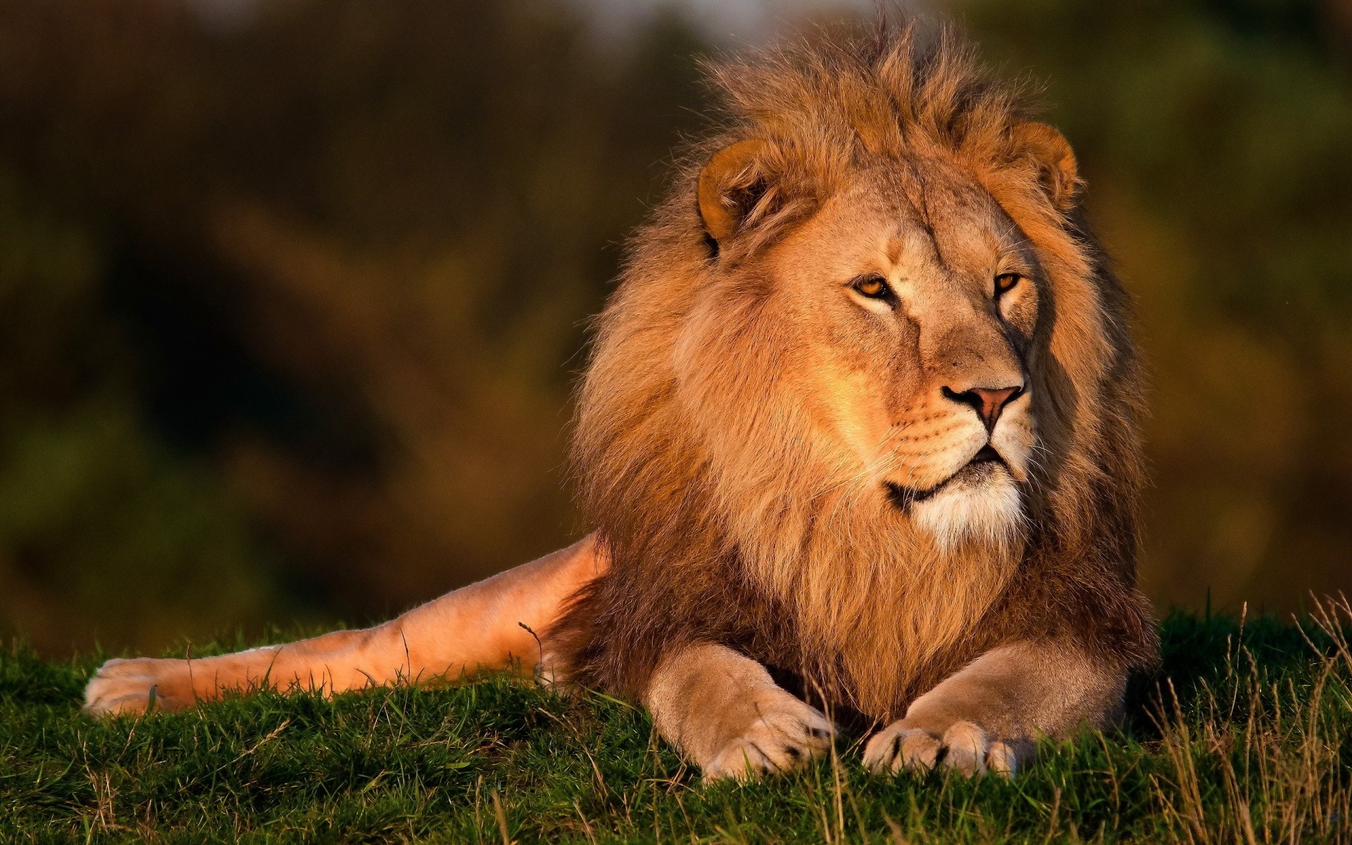 tiere katze säugetier tierwelt löwe natur tier gras raubtier fell wild porträt fleischesser safari auge