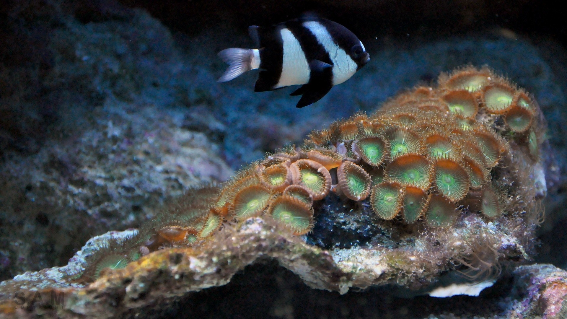 морські тварини підводний риби риф кораловий безхребетних океан море дайвінг скуба тропічний підводний човен дикої природи морський води водний природа плавання солоної води тварина