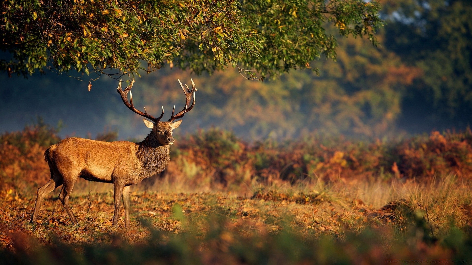 animals deer antler mammal wildlife wood nature fall buck outdoors stag grass moose animal