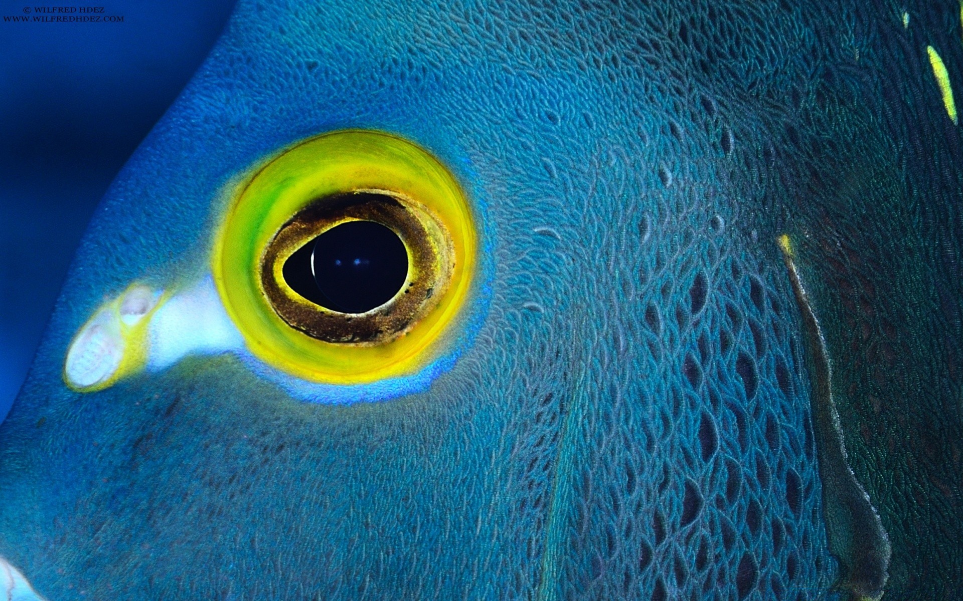 animais marinhos debaixo d água peixes tropical natureza água oceano mar animal turquesa natação cor vida selvagem área de trabalho marinho