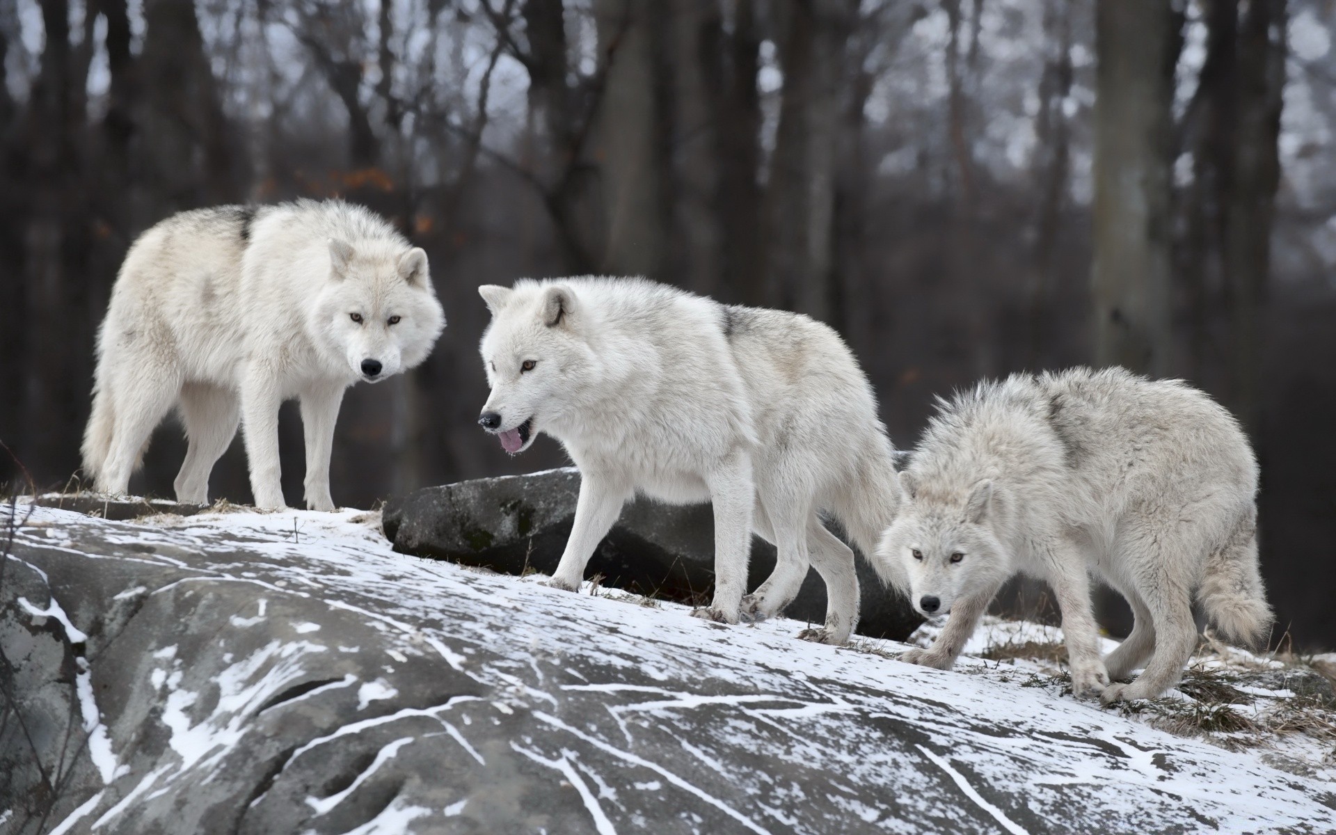 zwierzęta wilk mroźny ssak dzika przyroda natura śnieg polarny drapieżnik pies zima dziki na zewnątrz zwierzę mięsożerca niebezpieczeństwo futro pies kanis drewno