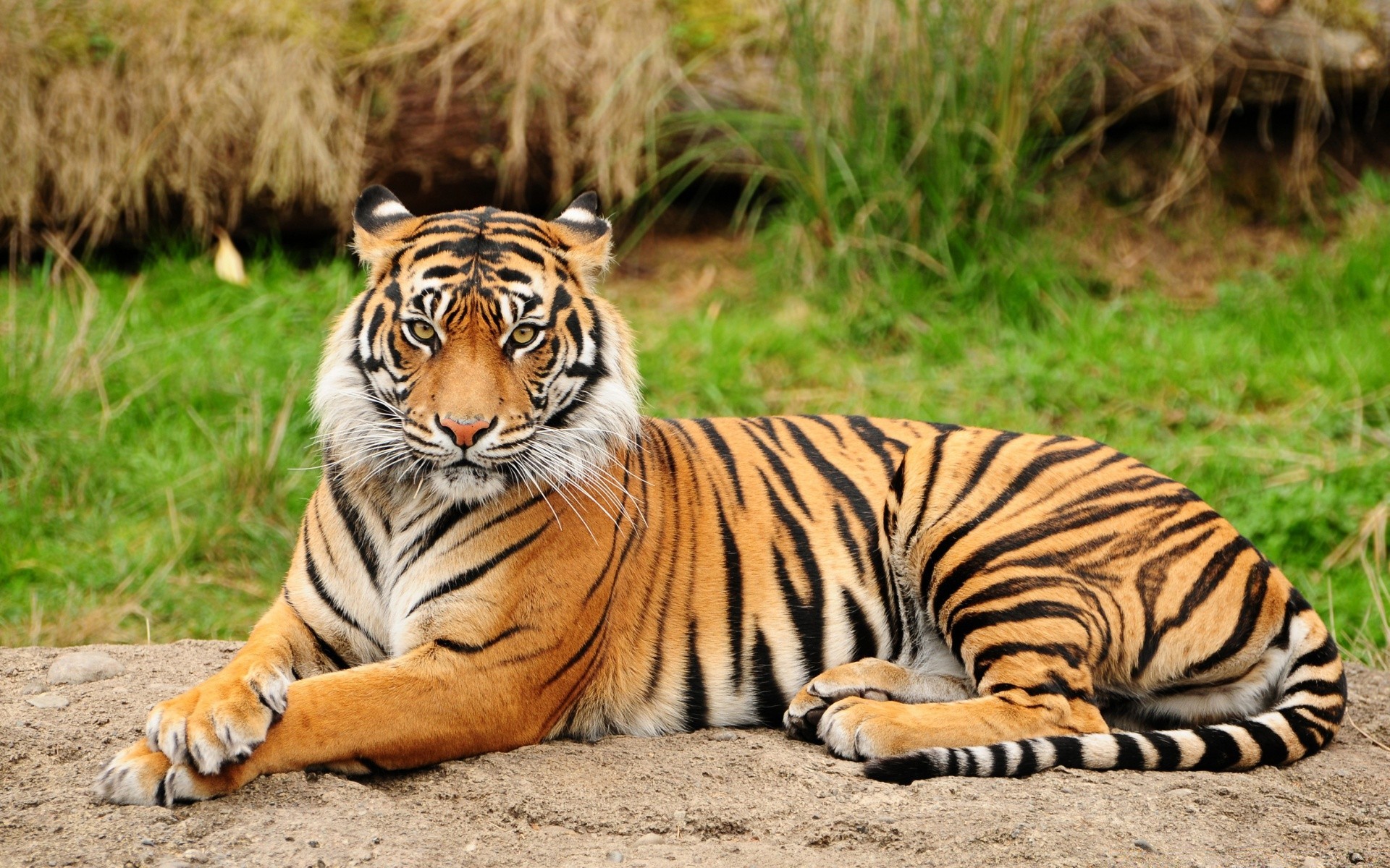 hayvanlar yaban hayatı kaplan kedi memeli hayvan safari vahşi avcı hayvanat bahçesi orman yırtıcı hayvan şerit kafa saldırganlık avlanma et yiyen tehlike kızgın