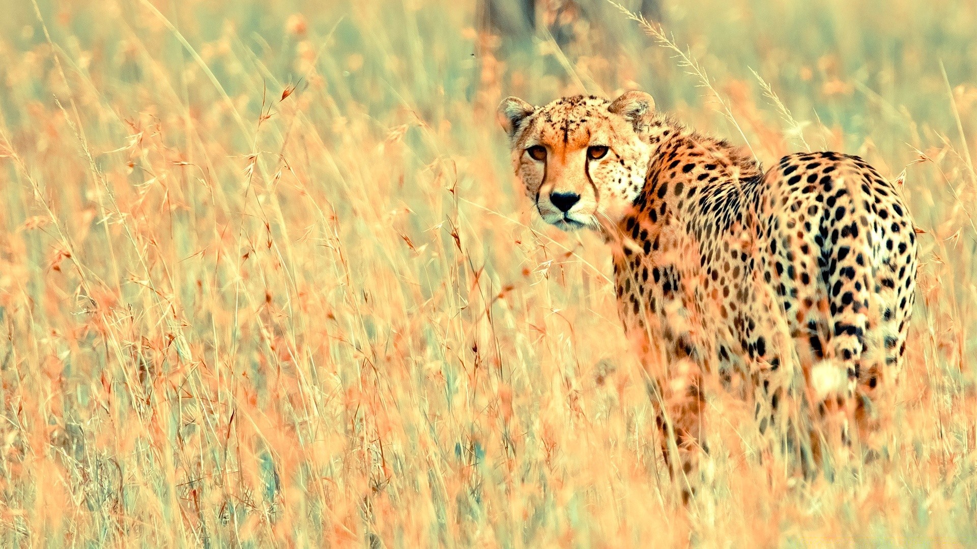 animaux faune mammifère nature herbe animal sauvage safari à l extérieur guépard chat