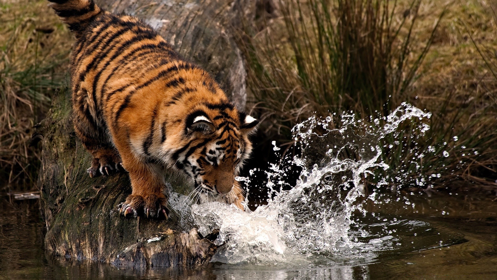 animales vida silvestre mamífero gato depredador salvaje naturaleza tigre animal peligro carnívoro grande cazador al aire libre zoológico agresión