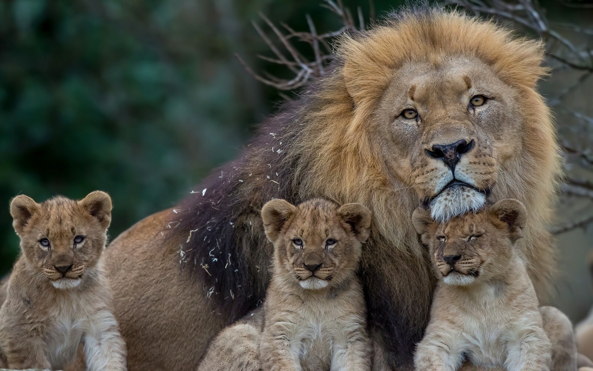 animales gato león vida silvestre mamífero depredador carnívoro safari leona salvaje cazador lobo grande animal gato grande pantera peligro naturaleza zoológico cinco