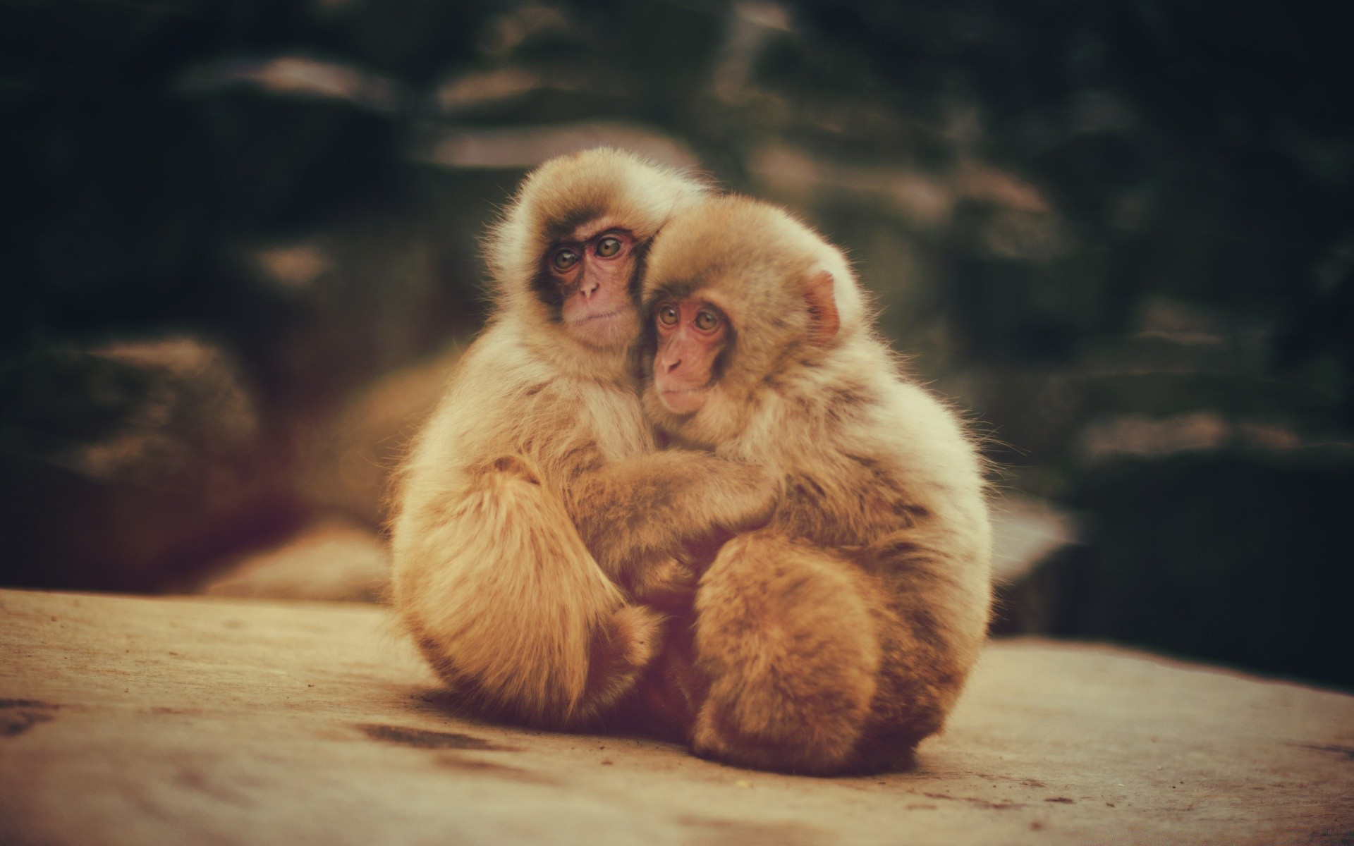 animals monkey mammal primate portrait baby one cute wildlife nature fur wood animal macaque ape