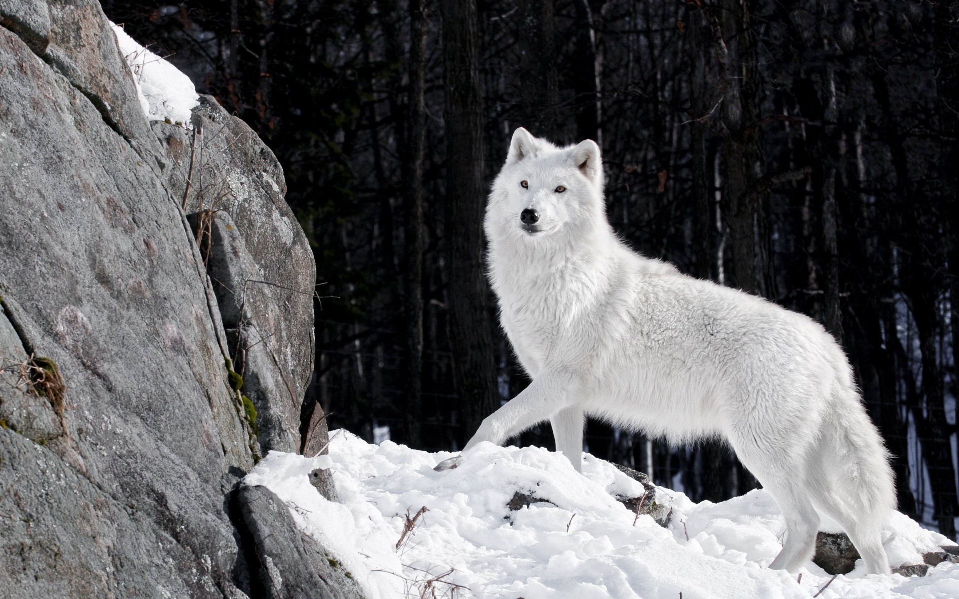 animals snow winter frosty nature outdoors wild cold wood ice wildlife mammal