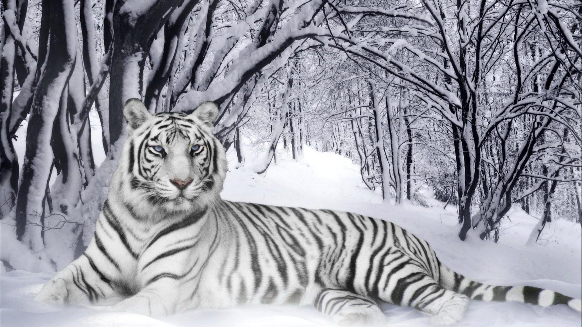 animals tiger cat winter nature stripe snow mammal wildlife wild cold danger portrait animal big jungle