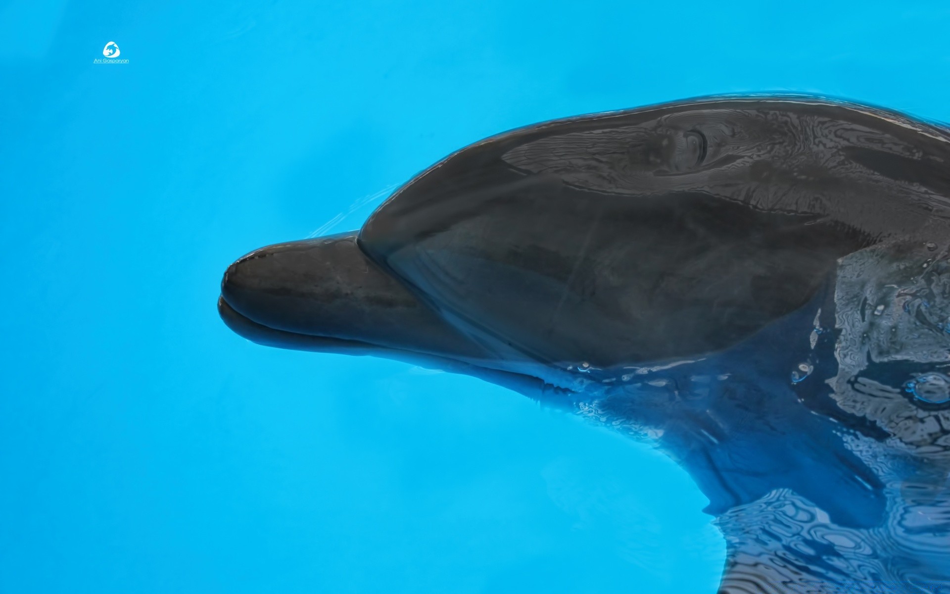 animaux marins sous-marin poissons eau natation unique océan mer la faune voyage ventilateur lumière du jour à l extérieur plongée vue latérale nature