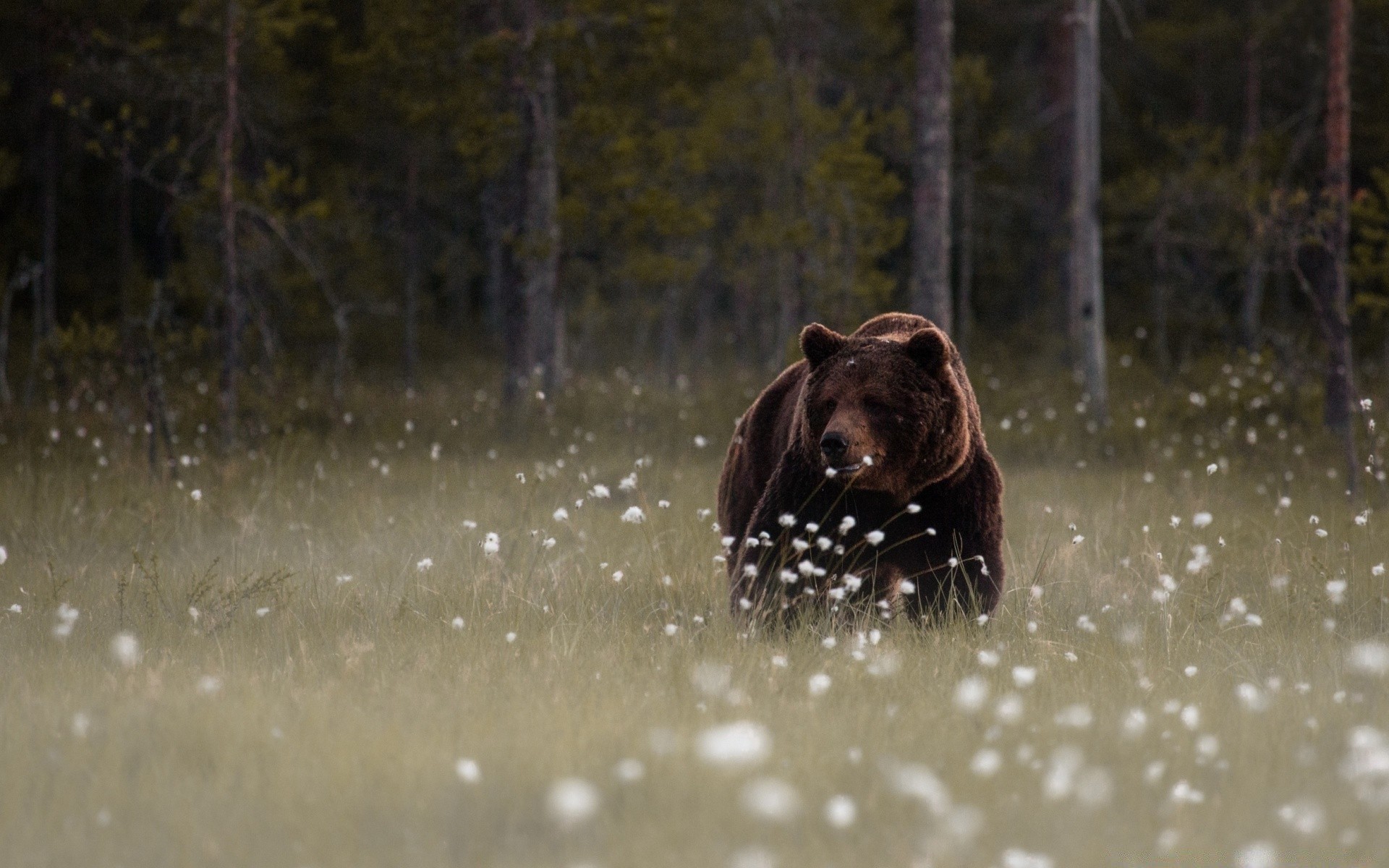 animali acqua pioggia bagnato all aperto inverno mammifero neve freddo natura movimento fiume fauna selvatica singolo azione