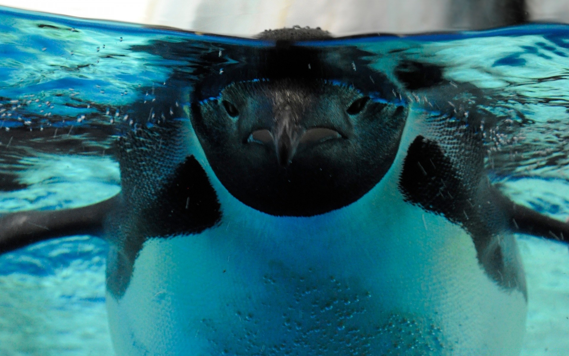 animais marinhos subaquático natação água peixes vida selvagem aquário sozinho mergulho oceano