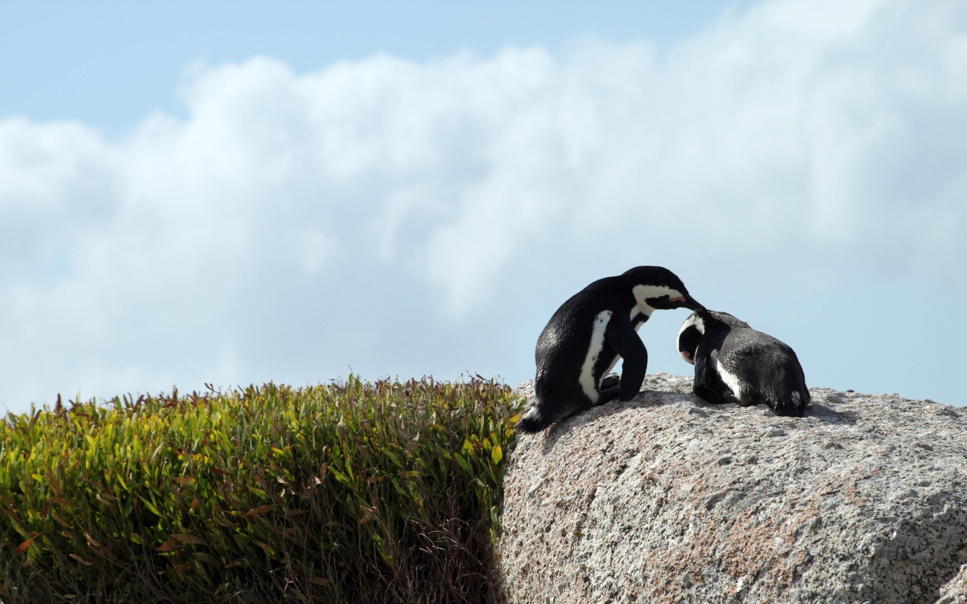 animales marinos naturaleza al aire libre paisaje mamífero vida silvestre hierba cielo viajes animal