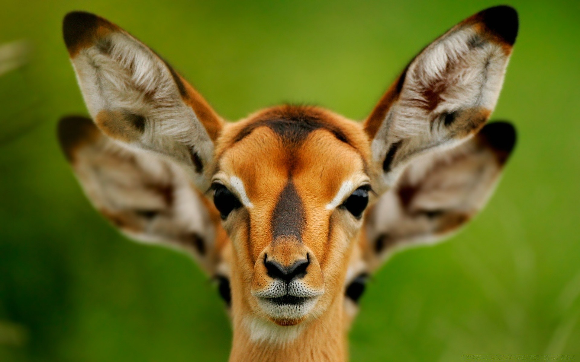 animali animale fauna selvatica carino natura mammifero selvaggio ritratto zoo safari occhio erba pelliccia