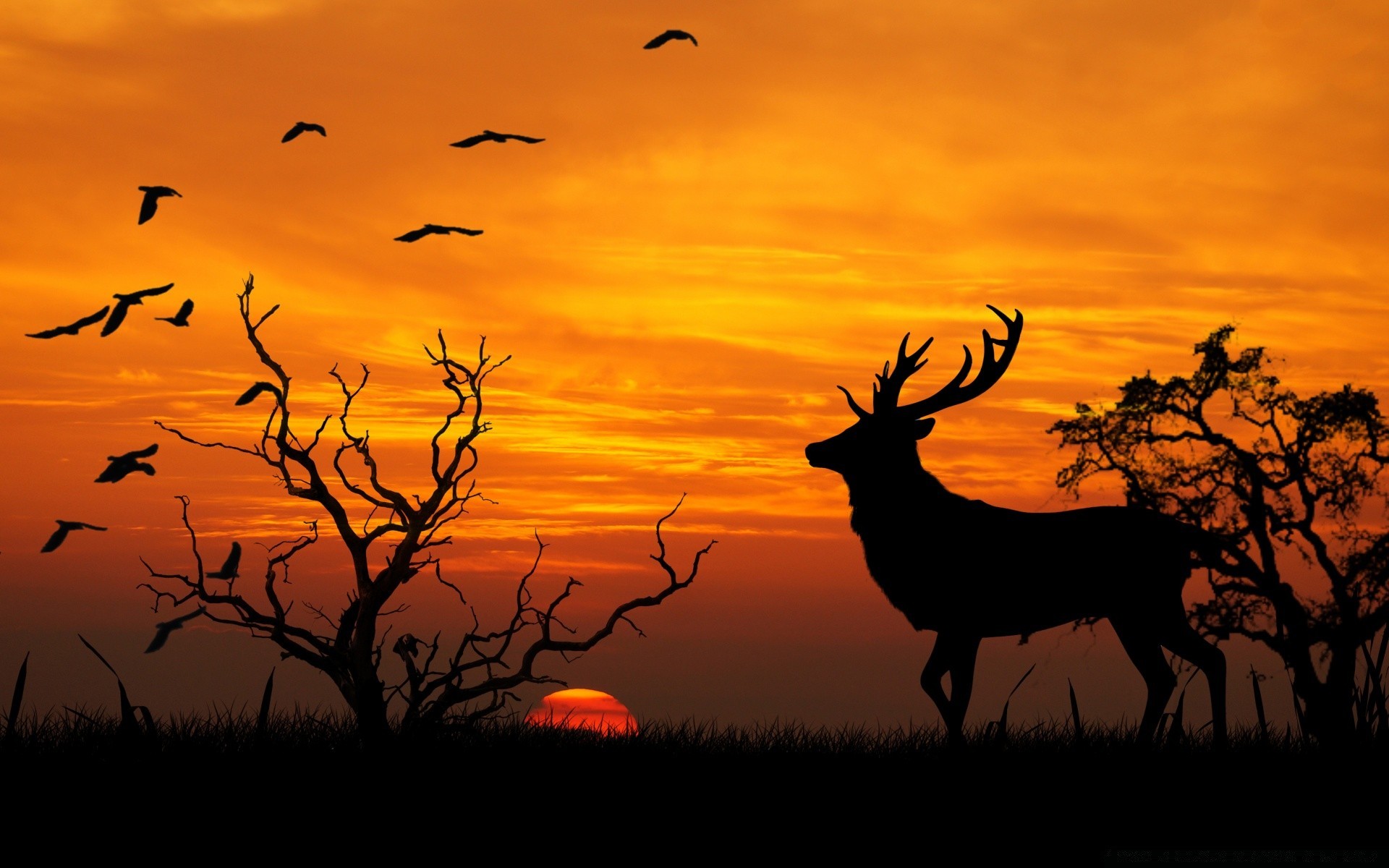 animals silhouette sunset dawn backlit evening deer dusk wildlife tree nature sun safari landscape sky