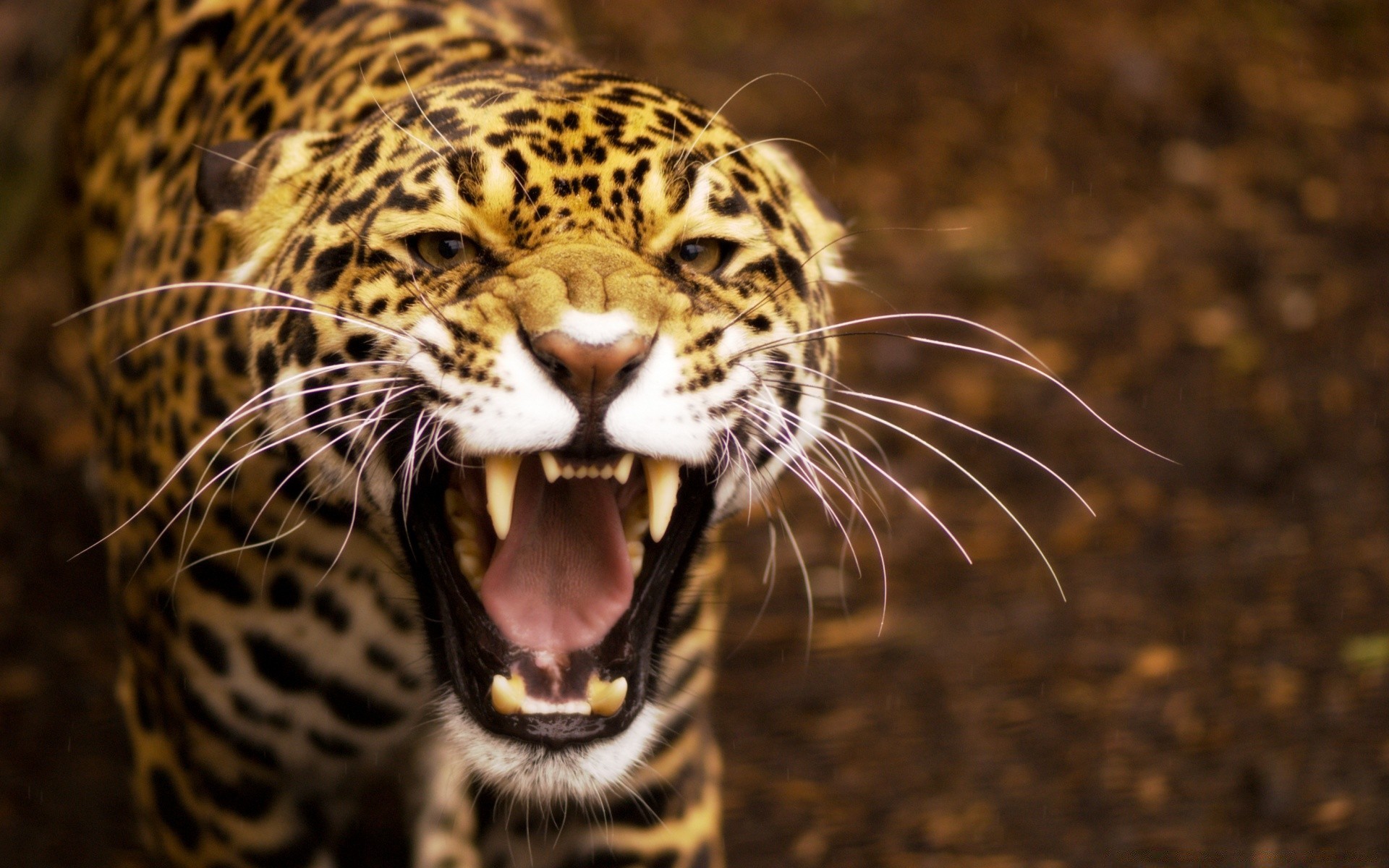 tiere katze tierwelt säugetier leopard zoo natur tiger raubtier porträt tier gefahr safari jäger dschungel