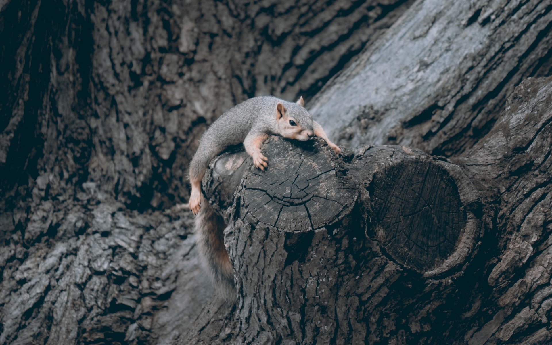 animais mamífero vida selvagem roedor natureza ao ar livre sozinho retrato madeira fofa animal