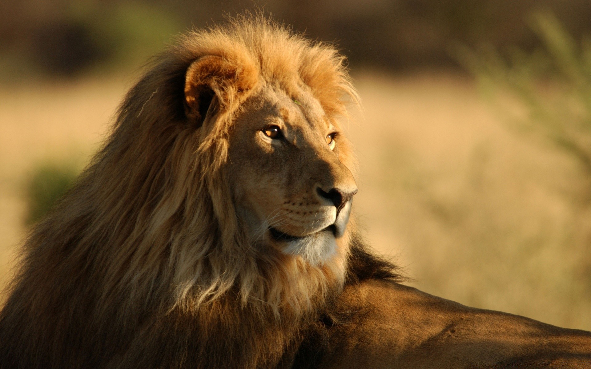 animales gato león vida silvestre mamífero retrato animal mane safari salvaje zoológico depredador naturaleza piel