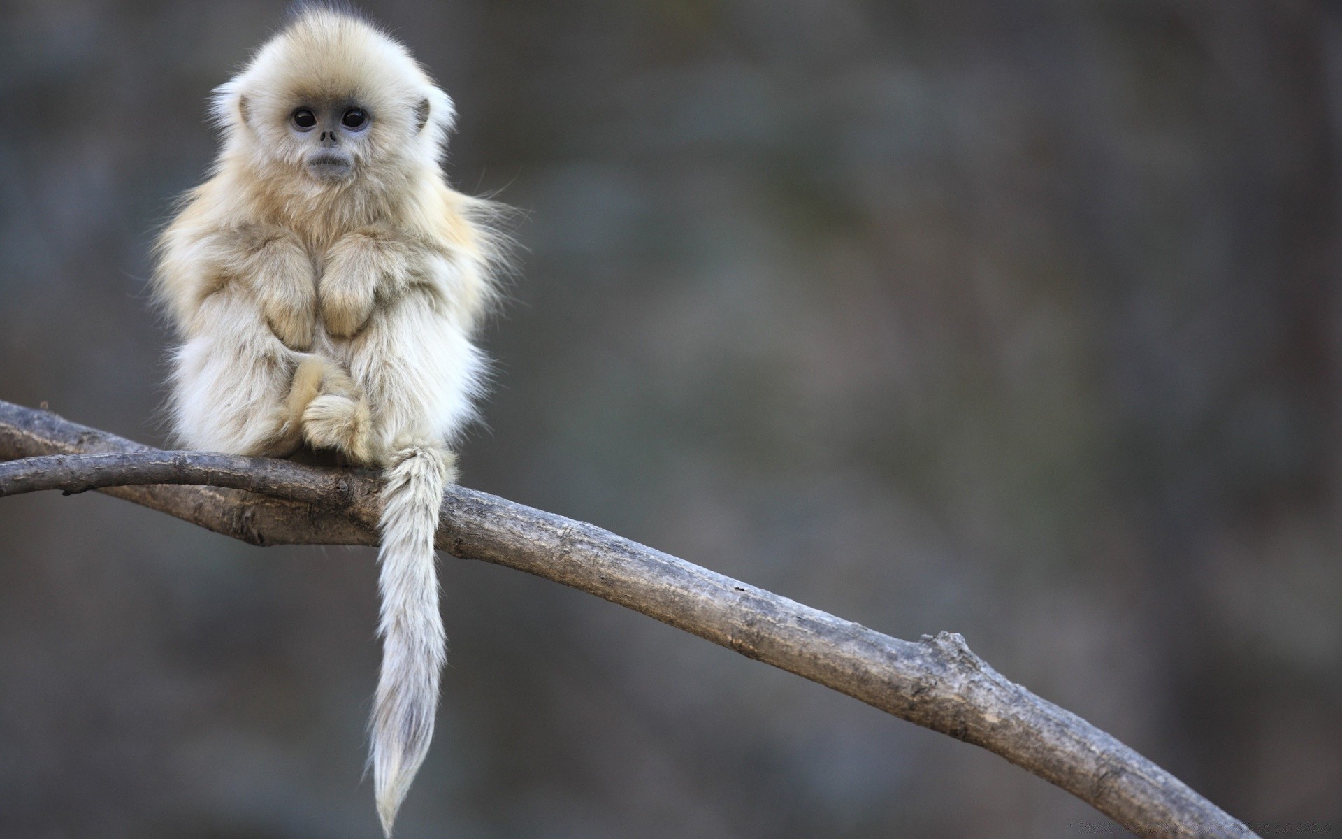 animais vida selvagem natureza animal ao ar livre pequeno selvagem