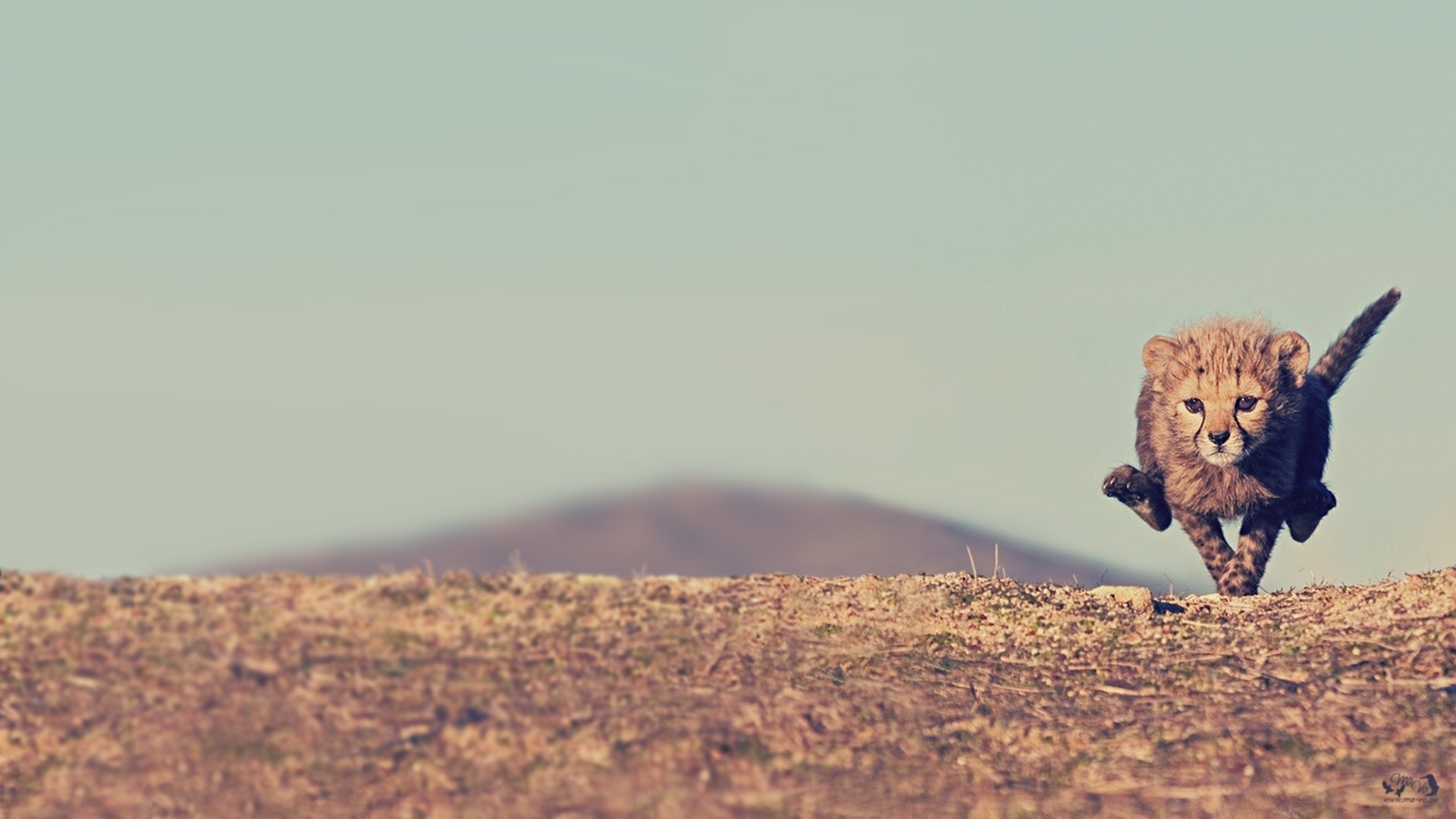 animals wildlife mammal desert landscape daylight nature cat sunset bird outdoors travel