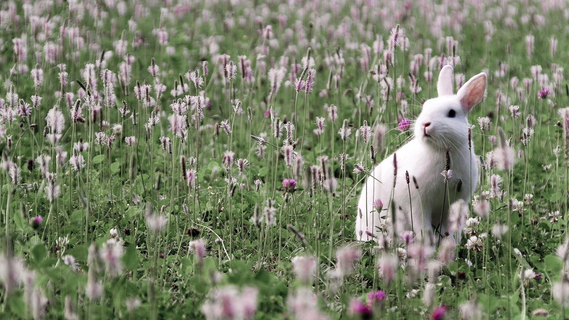 animals nature flower outdoors grass field hayfield summer flora wild