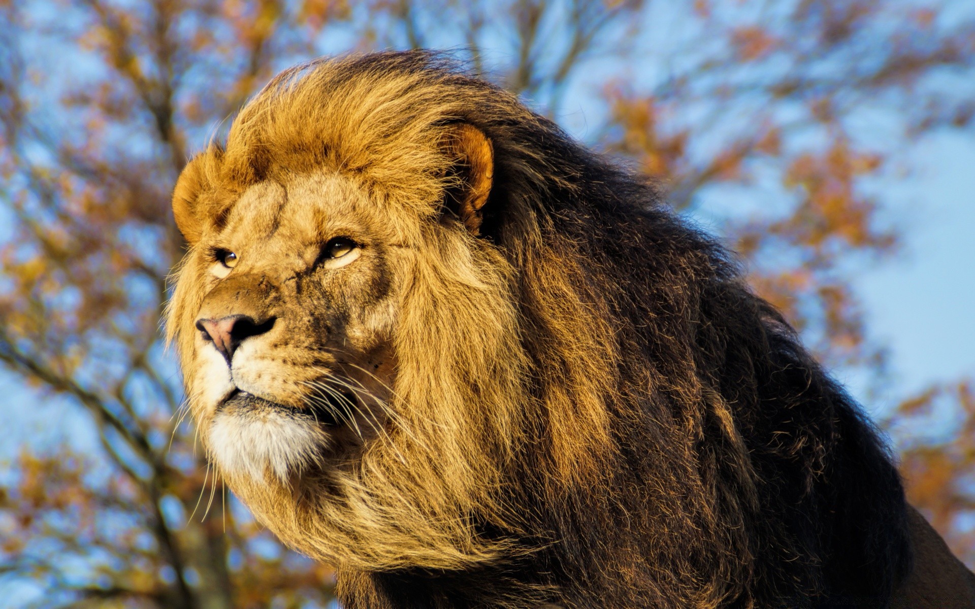 animals mammal wildlife cat lion nature portrait animal fur wild