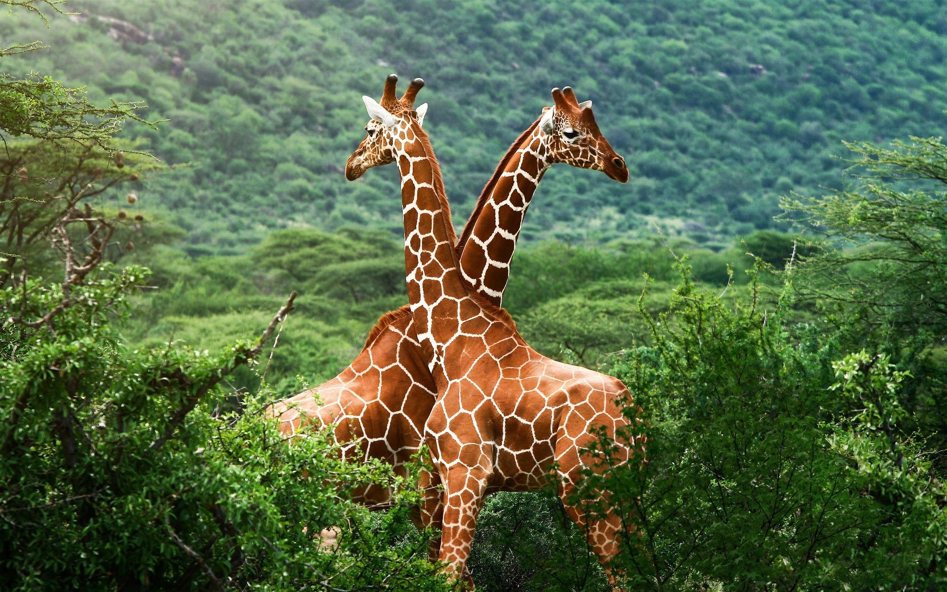 animais natureza selvagem ao ar livre madeira vida selvagem parque grama