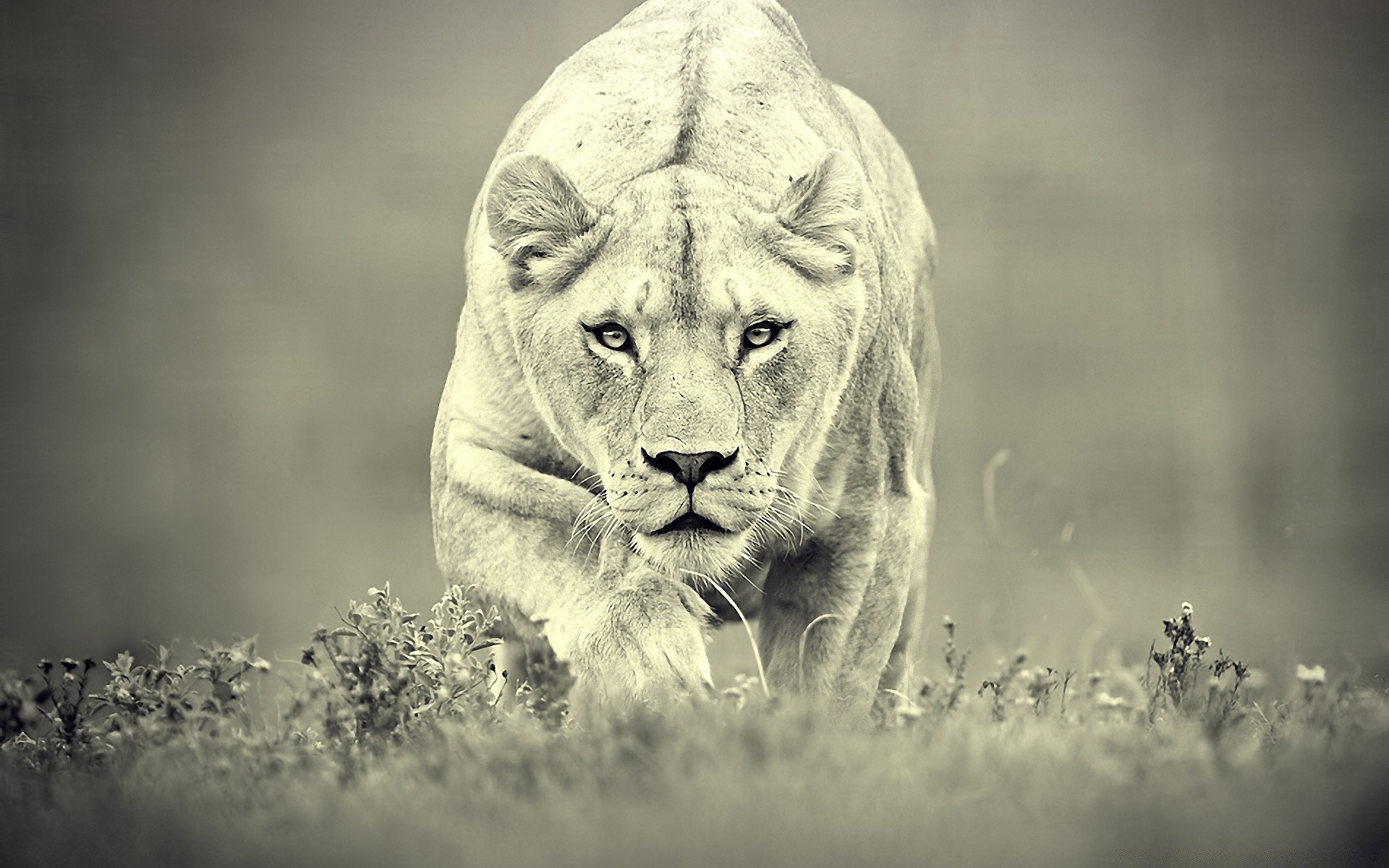 animals cat mammal wildlife animal lion monochrome portrait nature