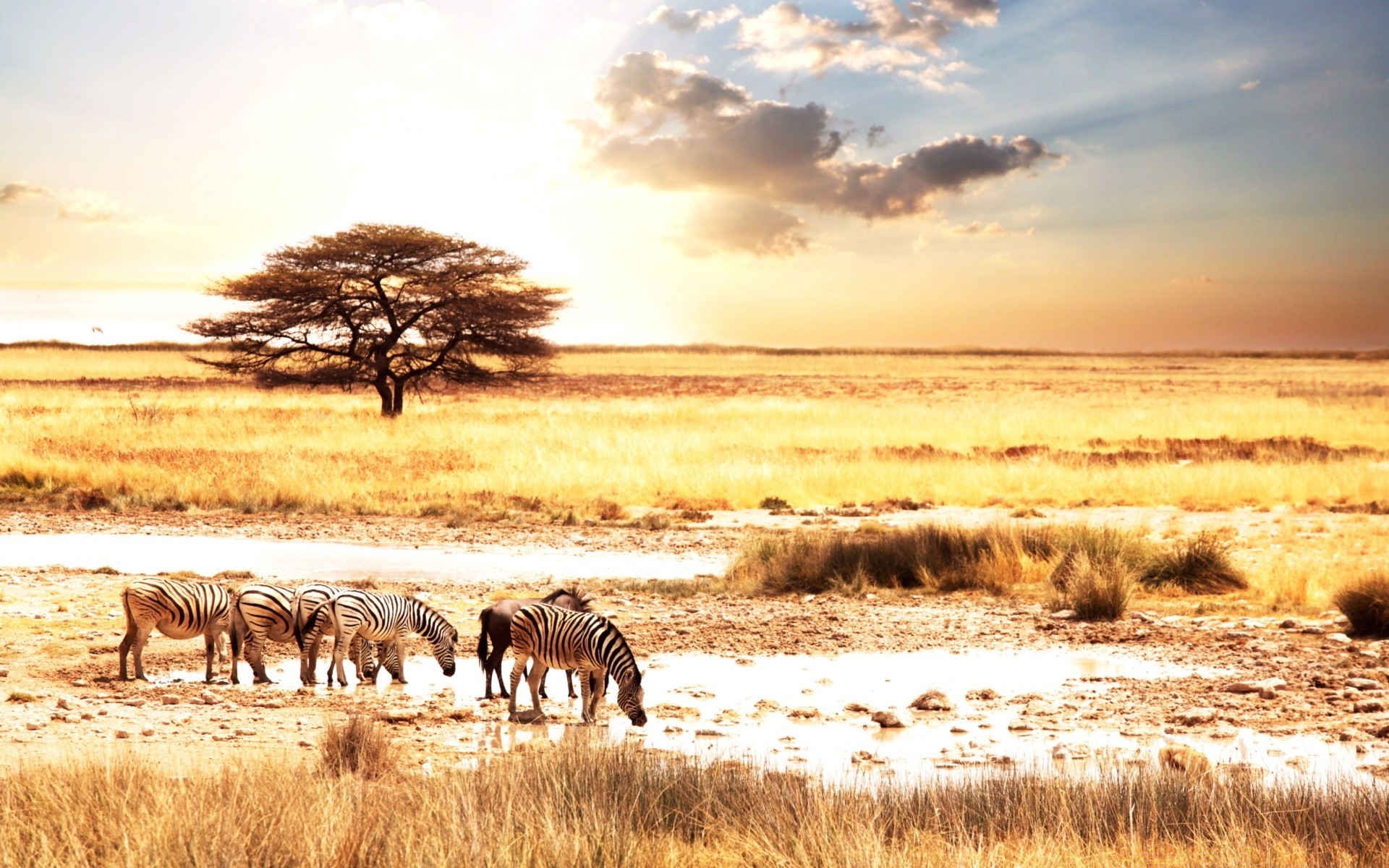 tiere säugetier natur landschaft safari sonnenuntergang im freien tierwelt savanne himmel wild reisen gras