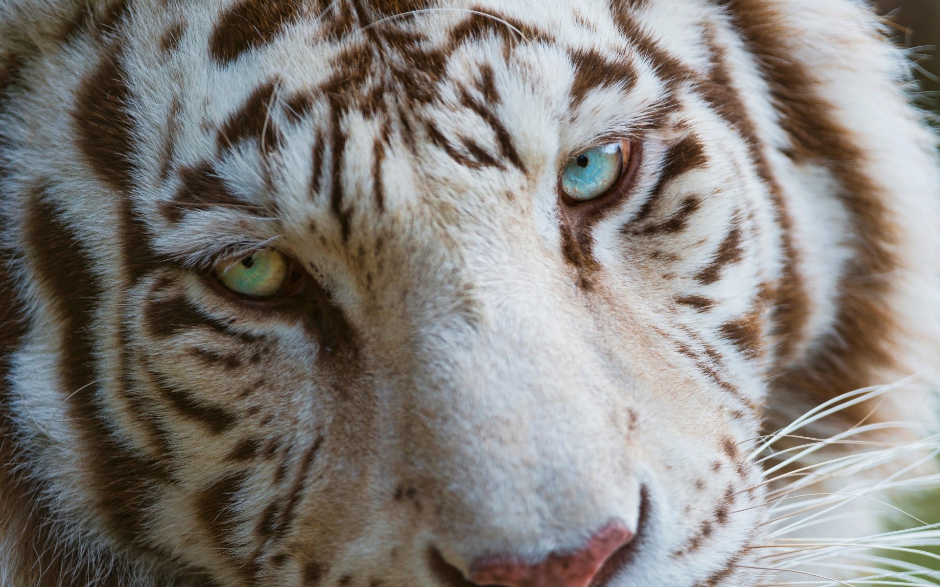 animaux faune animal tigre prédateur zoo fourrure grand nature bande chat oeil sauvage portrait mammifère mangeur de viande chasseur à la recherche tête en colère sibérien