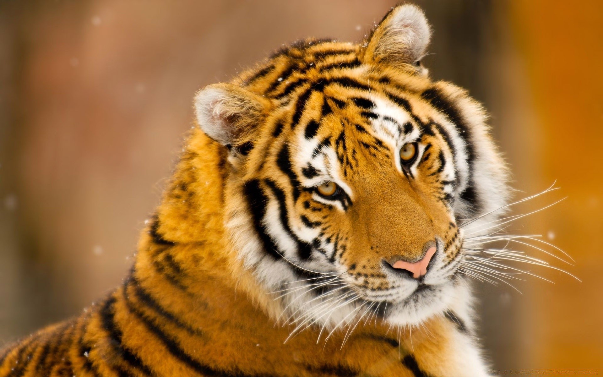 tiere katze tiger tierwelt säugetier raubtier tier zoo jäger fleischesser fell aggression porträt wild streifen auge suchen natur gefahr sibirisch böse