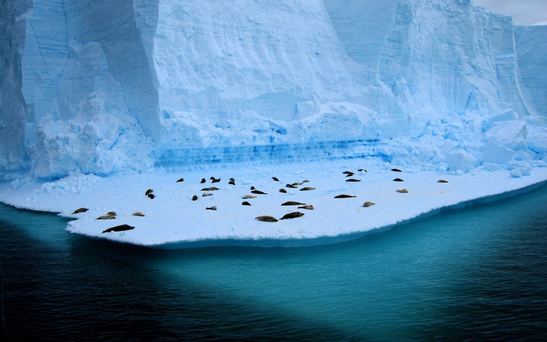 meerestiere wasser eis eisberg schnee landschaft meer winter frostig reisen ozean gletscher natur kälte im freien schmelzen gefroren meer himmel