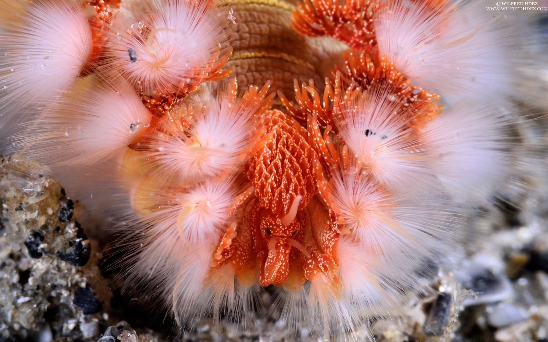 animales marinos bajo el agua invertebrados animal naturaleza peces mar tropical océano coral vida silvestre color exótico