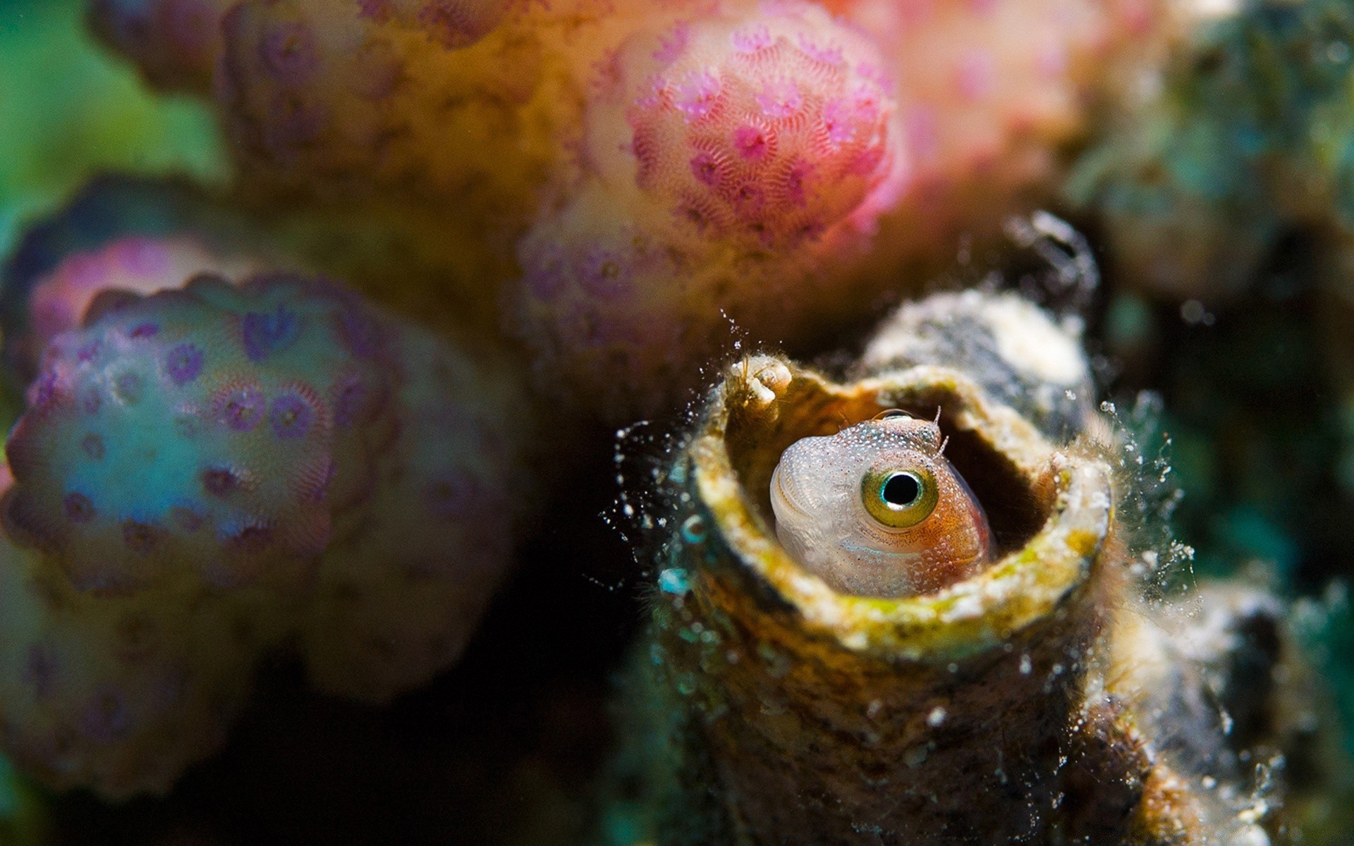 zwierzęta morskie podwodne bezkręgowce ryby natura koral morze ocean tropikalny dzikiej przyrody egzotyczne zwierząt kolor wody rafa mięczaki nurkowanie