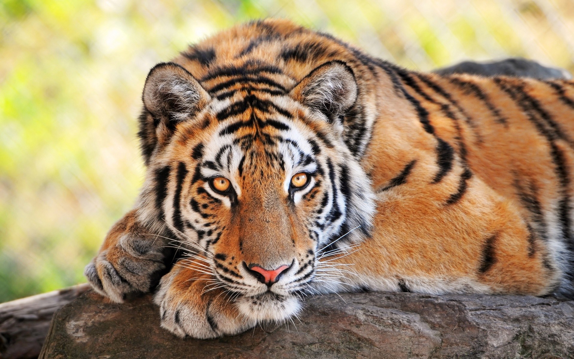 animales vida silvestre gato tigre depredador mamífero animal salvaje safari zoológico selva cazador carnívoro naturaleza cabeza caza piel grande raya agresión peligro