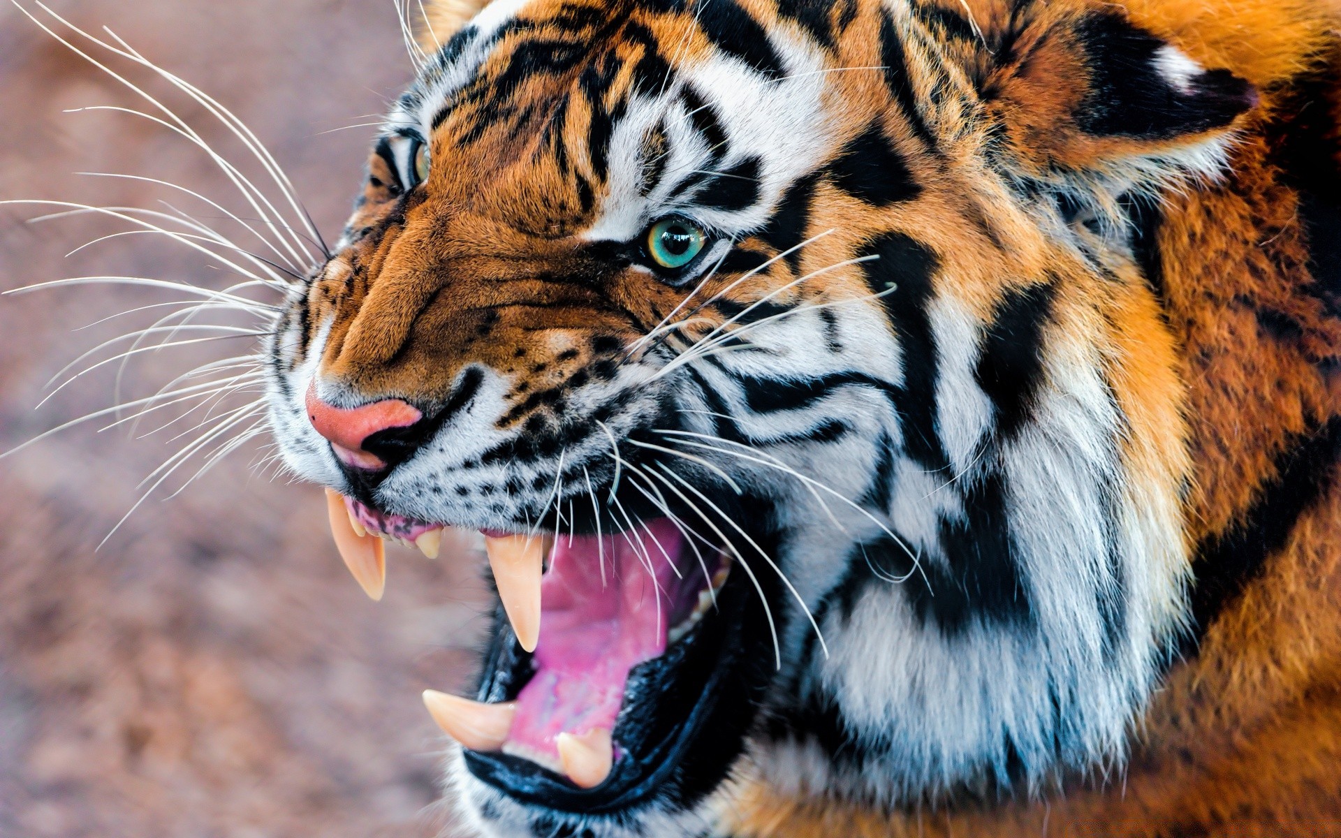 animaux tigre faune chat zoo animal mammifère prédateur safari bande sauvage mangeur de viande chasseur agression fourrure jungle en colère chasse à la recherche nature grand