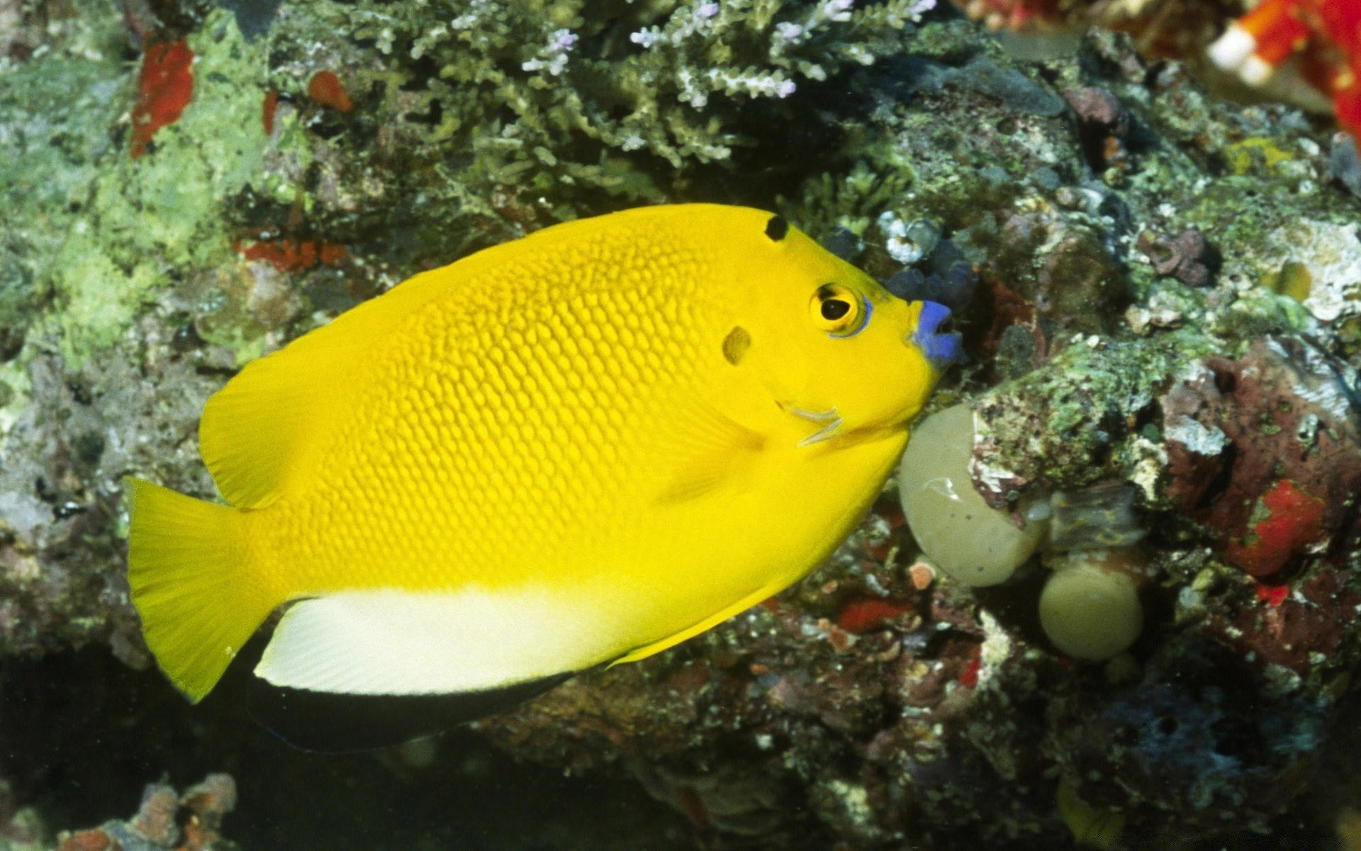 animales marinos bajo el agua peces coral invertebrados arrecife tropical océano buceo mar agua naturaleza