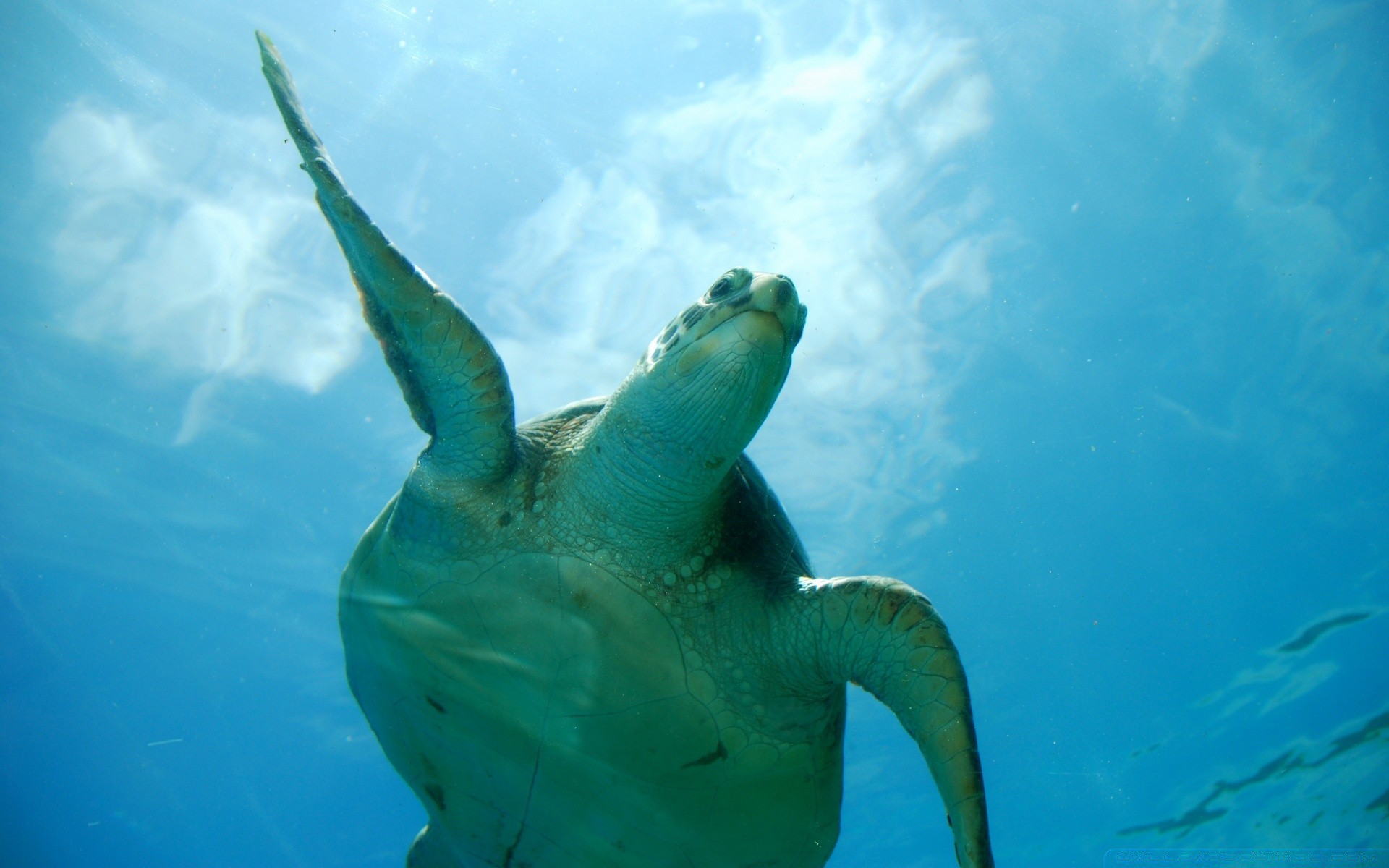 animaux marins sous-marin eau poissons océan tortue natation mer plongée faune gazebo nature tropical corail