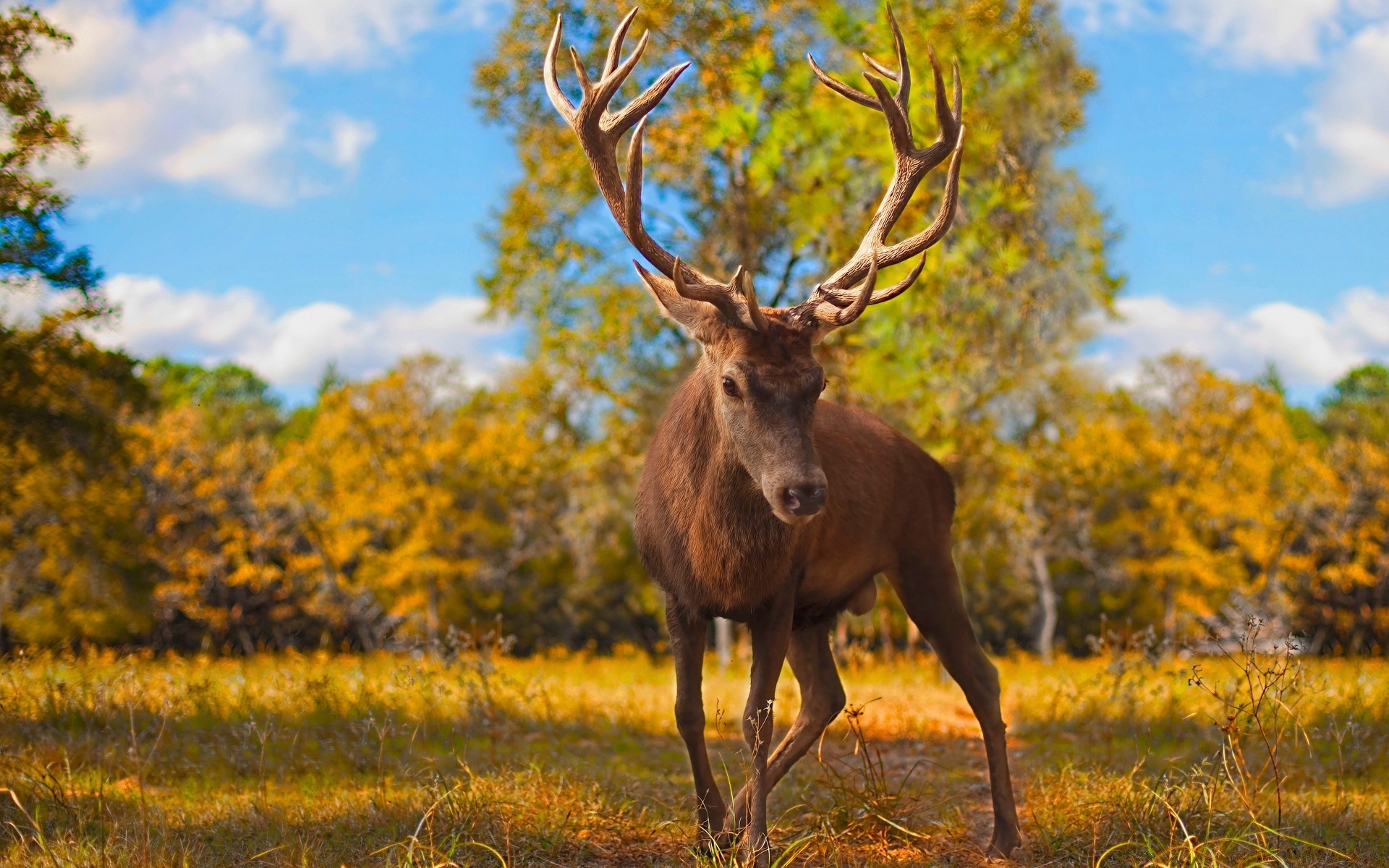 animals deer nature mammal moose wood antler grass outdoors hayfield field tree fall wildlife buck stag