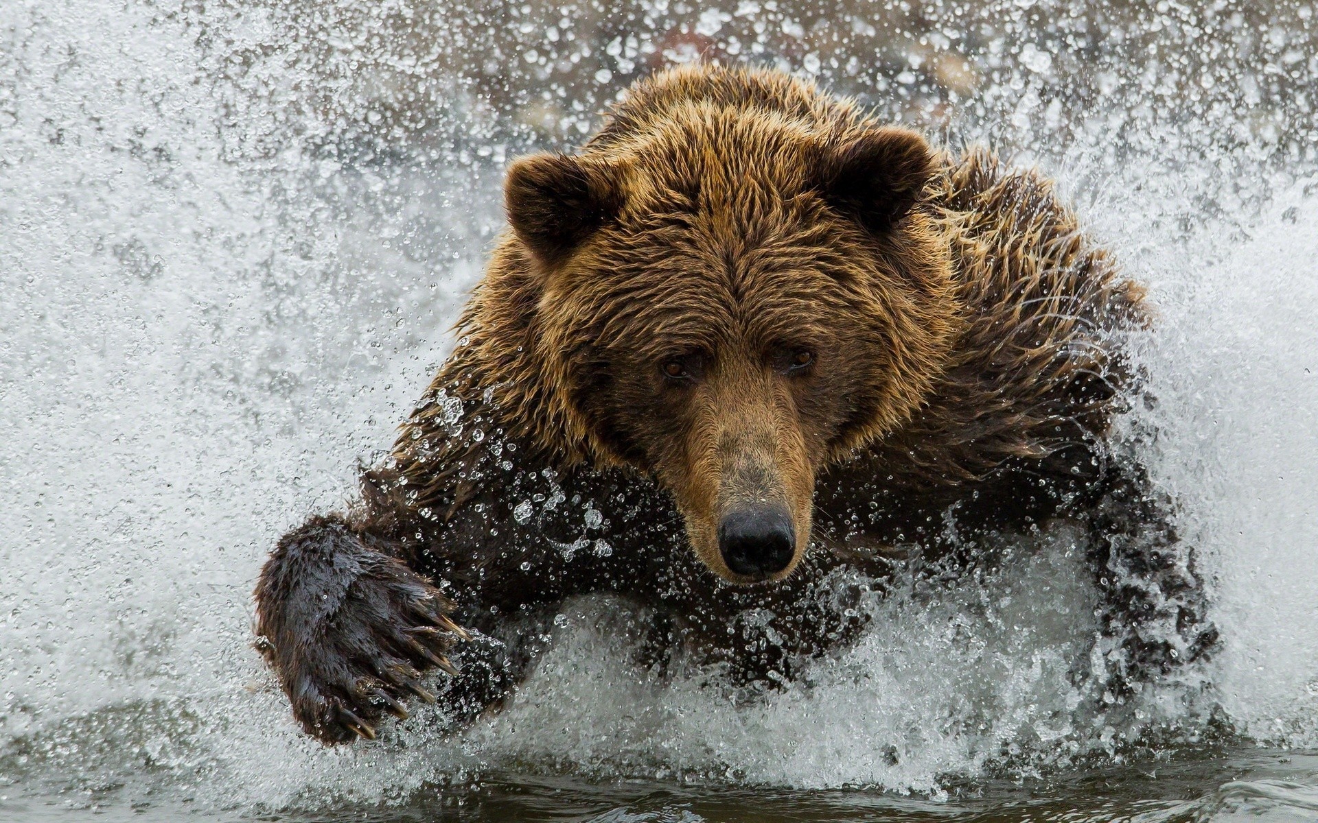 animals mammal outdoors nature wildlife winter snow water one grizzly cold portrait wild power danger