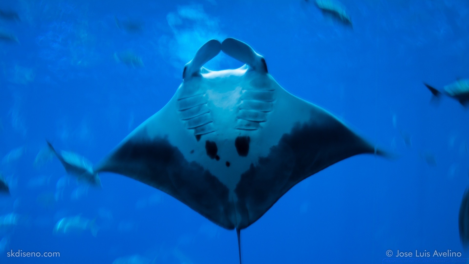 animaux marins sous-marin unique la faune natation en plein air eau poissons nature