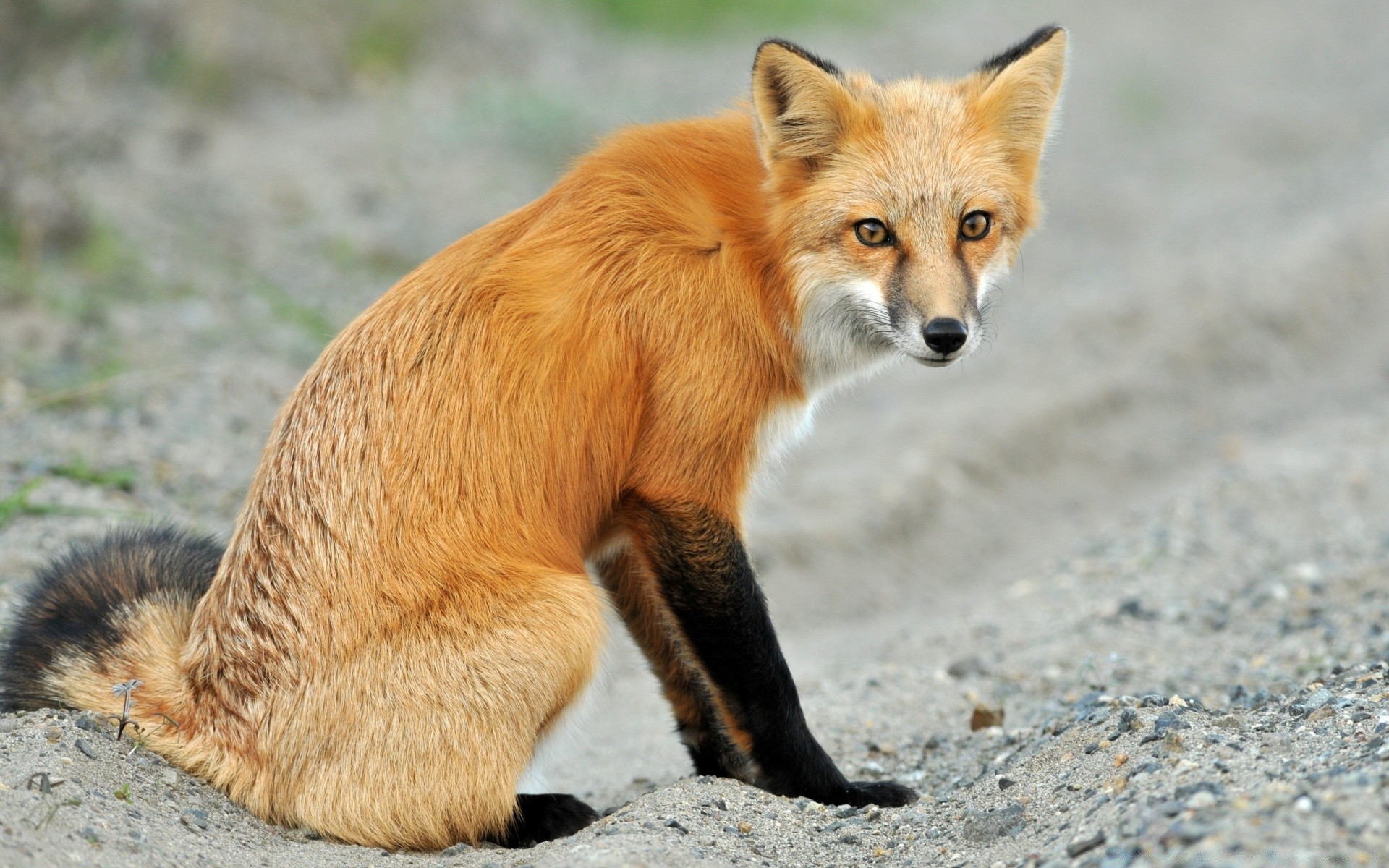 zwierzęta zwierzę przyroda ssak natura słodkie futro lis mało dziki