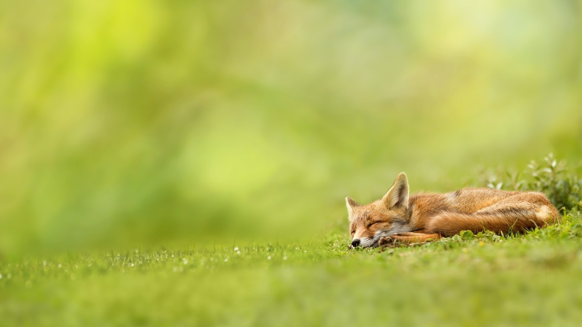 tiere gras natur tierwelt wenig im freien tier niedlich pelz wild