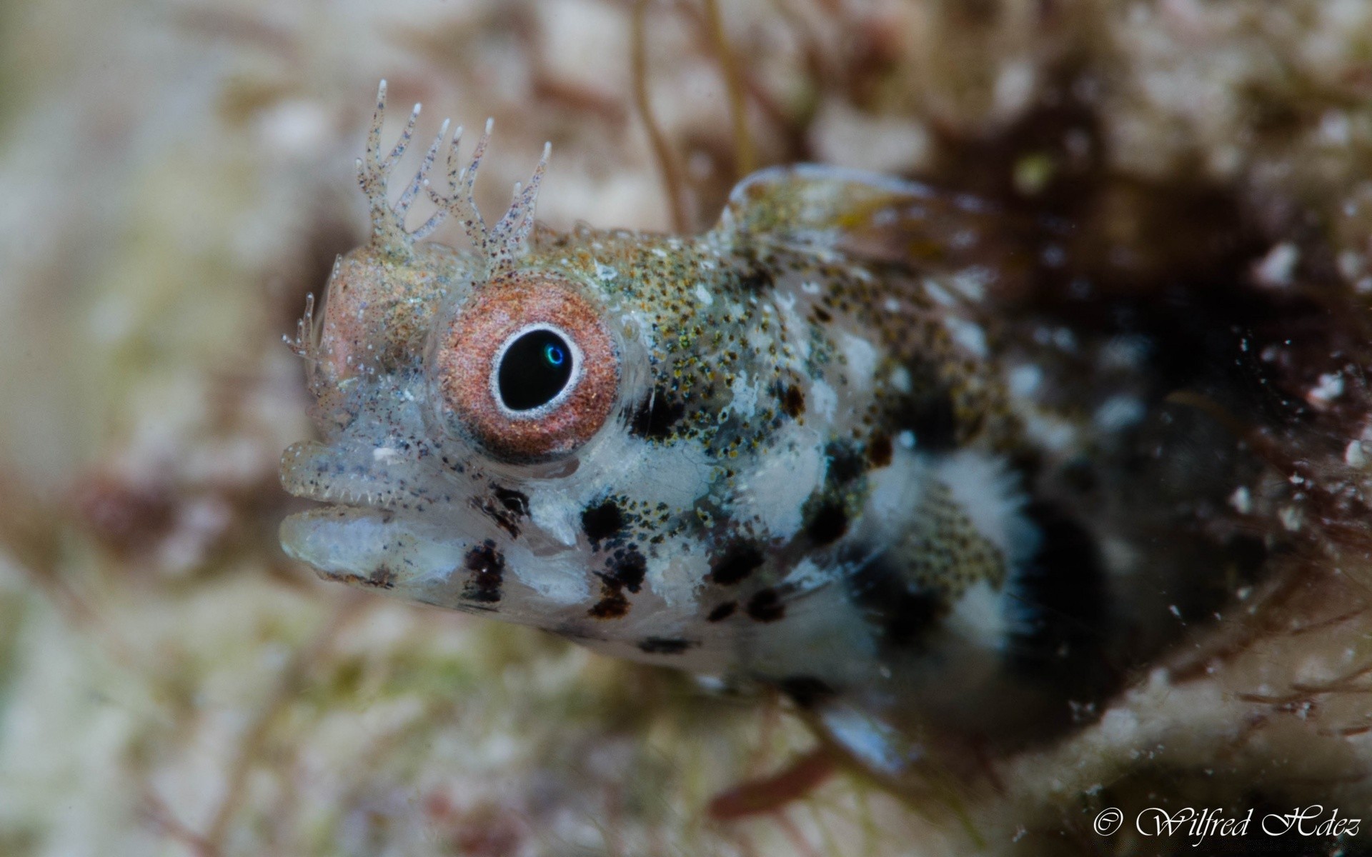 animales marinos bajo el agua peces mar océano animal naturaleza vida silvestre invertebrados marina tropical agua salada arrecife agua coral exótico acuático comida natación